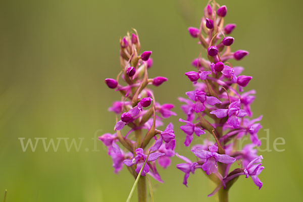 Große Händelwurz (Gymnadenia conopsea)