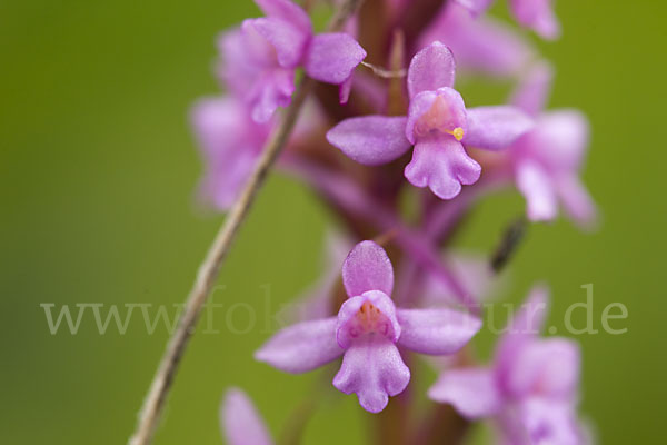 Große Händelwurz (Gymnadenia conopsea)