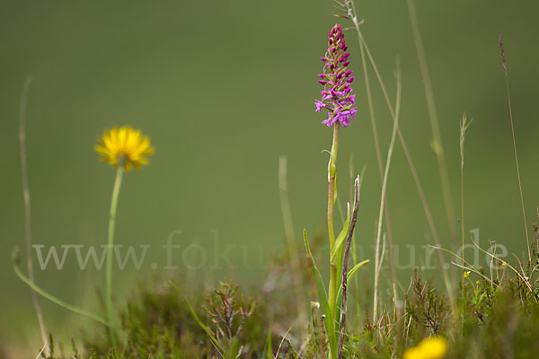 Große Händelwurz (Gymnadenia conopsea)