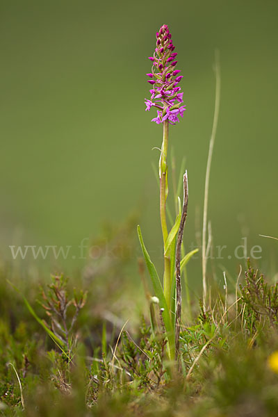 Große Händelwurz (Gymnadenia conopsea)