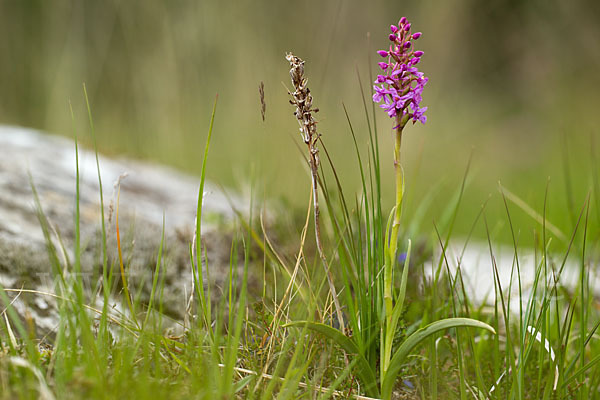 Große Händelwurz (Gymnadenia conopsea)