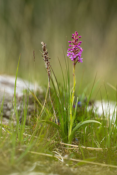 Große Händelwurz (Gymnadenia conopsea)