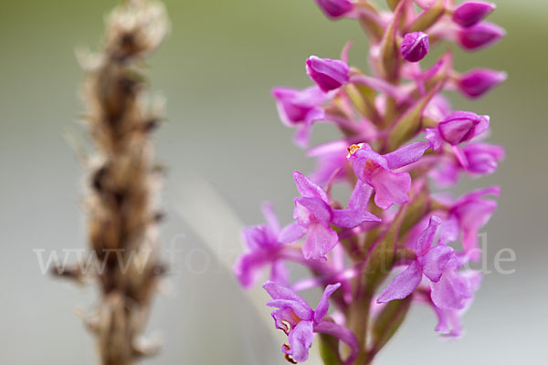 Große Händelwurz (Gymnadenia conopsea)