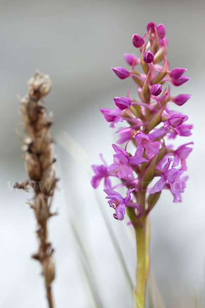 Große Händelwurz (Gymnadenia conopsea)