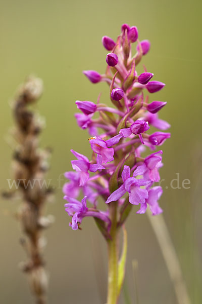 Große Händelwurz (Gymnadenia conopsea)