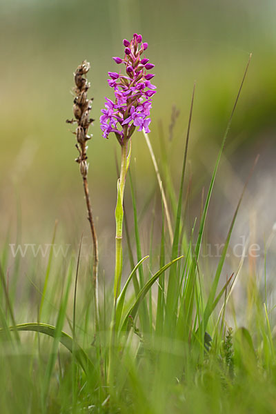 Große Händelwurz (Gymnadenia conopsea)