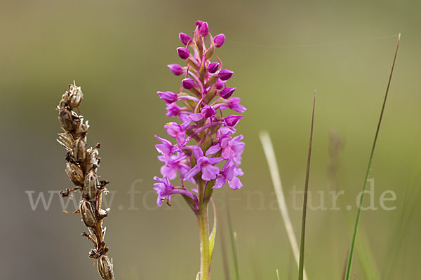 Große Händelwurz (Gymnadenia conopsea)