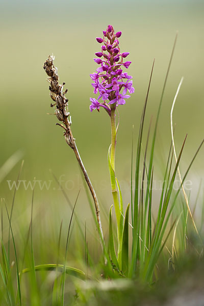 Große Händelwurz (Gymnadenia conopsea)