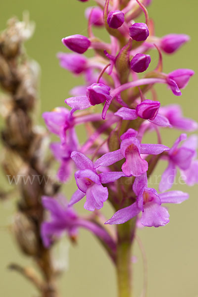 Große Händelwurz (Gymnadenia conopsea)