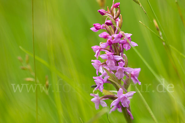 Große Händelwurz (Gymnadenia conopsea)