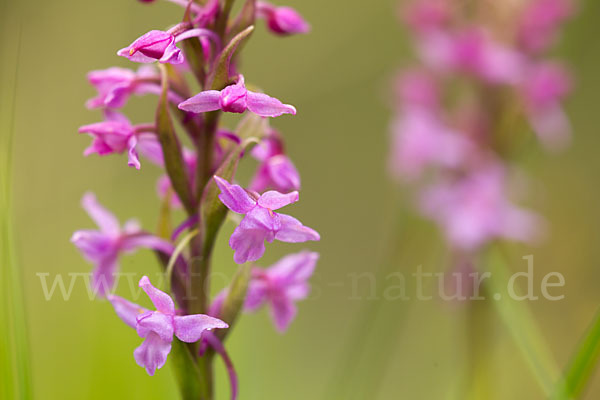 Große Händelwurz (Gymnadenia conopsea)