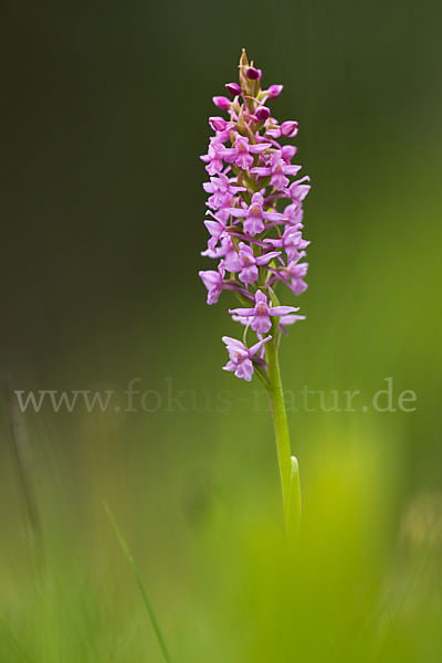 Große Händelwurz (Gymnadenia conopsea)