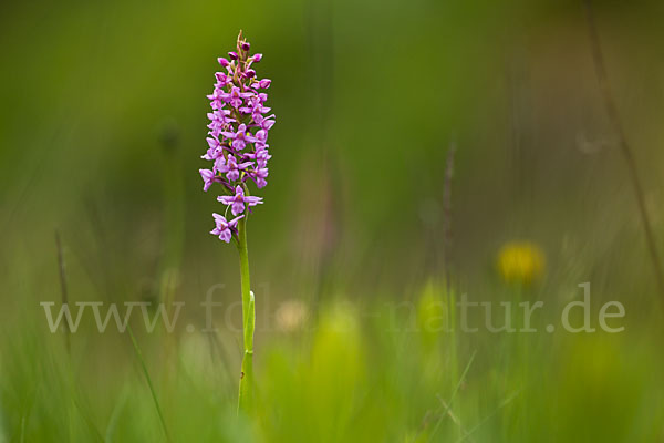 Große Händelwurz (Gymnadenia conopsea)