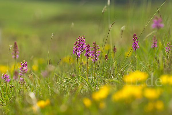 Große Händelwurz (Gymnadenia conopsea)