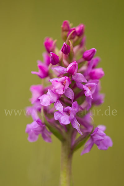 Große Händelwurz (Gymnadenia conopsea)