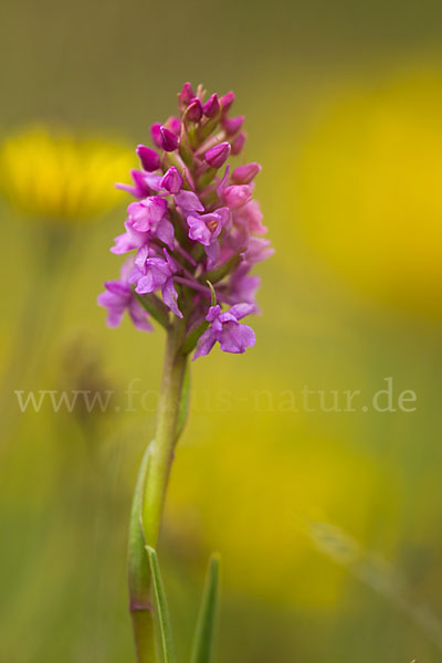 Große Händelwurz (Gymnadenia conopsea)