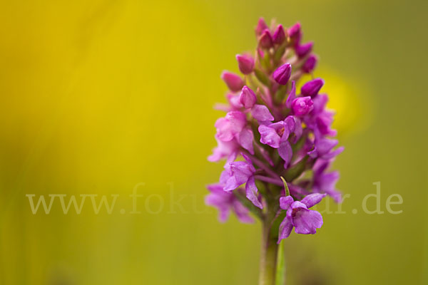 Große Händelwurz (Gymnadenia conopsea)