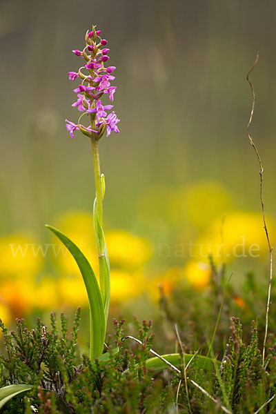 Große Händelwurz (Gymnadenia conopsea)