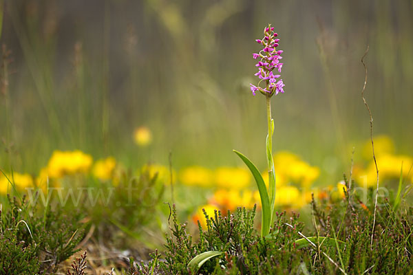 Große Händelwurz (Gymnadenia conopsea)