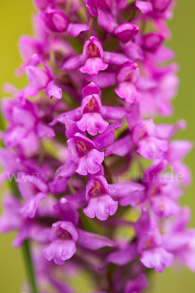 Große Händelwurz (Gymnadenia conopsea)