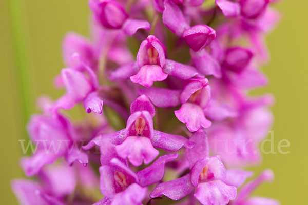 Große Händelwurz (Gymnadenia conopsea)