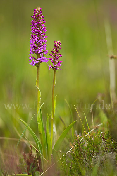 Große Händelwurz (Gymnadenia conopsea)