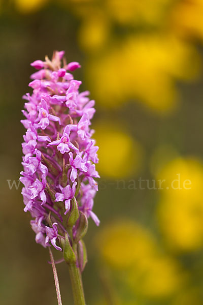 Große Händelwurz (Gymnadenia conopsea)