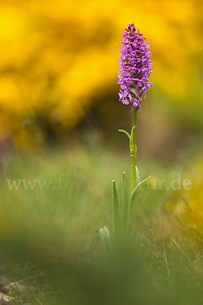 Große Händelwurz (Gymnadenia conopsea)