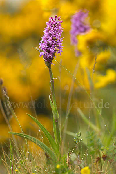 Große Händelwurz (Gymnadenia conopsea)