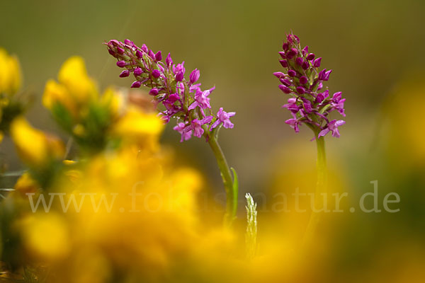 Große Händelwurz (Gymnadenia conopsea)