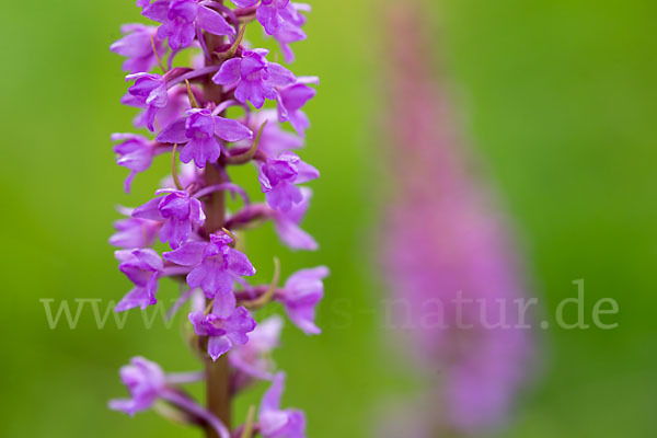 Große Händelwurz (Gymnadenia conopsea)