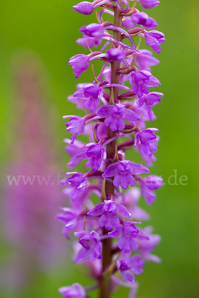 Große Händelwurz (Gymnadenia conopsea)