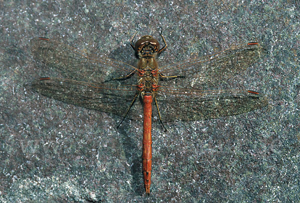 Große Heidelibelle (Sympetrum striolatum)