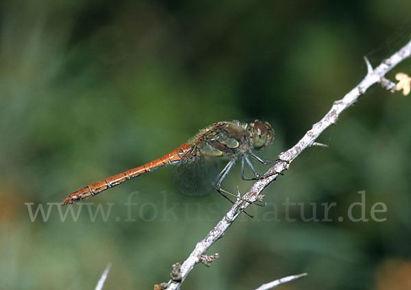 Große Heidelibelle (Sympetrum striolatum)