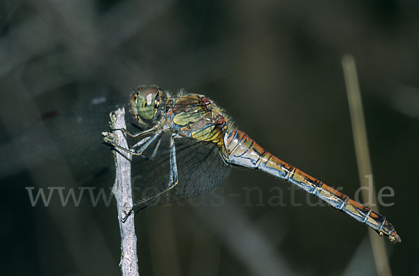 Große Heidelibelle (Sympetrum striolatum)