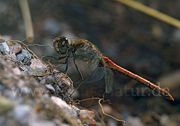 Große Heidelibelle (Sympetrum striolatum)