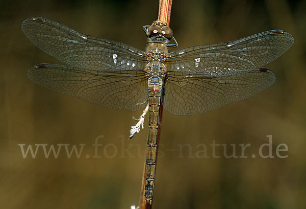 Große Heidelibelle (Sympetrum striolatum)