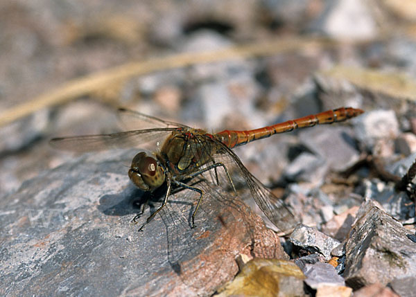 Große Heidelibelle (Sympetrum striolatum)