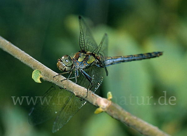 Große Heidelibelle (Sympetrum striolatum)