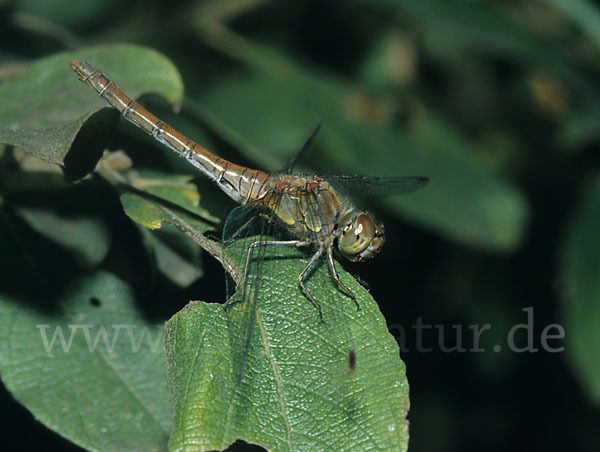 Große Heidelibelle (Sympetrum striolatum)