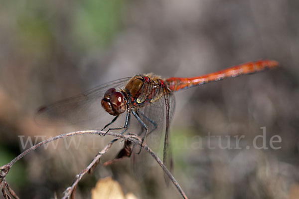 Große Heidelibelle (Sympetrum striolatum)