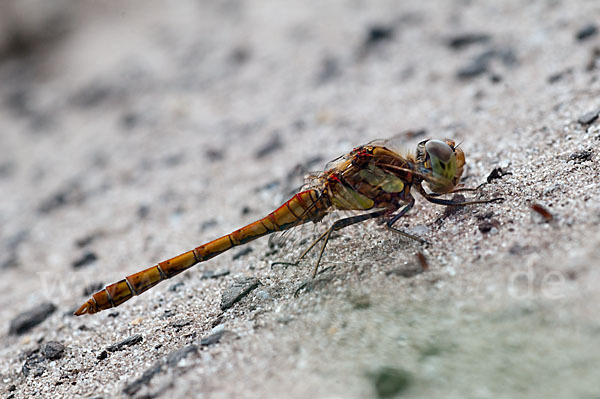 Große Heidelibelle (Sympetrum striolatum)