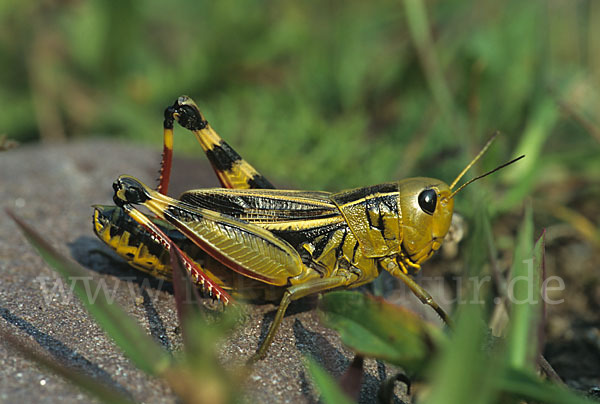 Große Höckerschrecke (Arcyptera fusca)