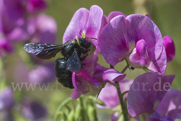 Große Holzbiene (Xylocopa violacea)