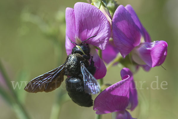 Große Holzbiene (Xylocopa violacea)