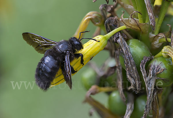 Große Holzbiene (Xylocopa violacea)