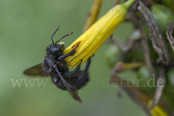 Große Holzbiene (Xylocopa violacea)