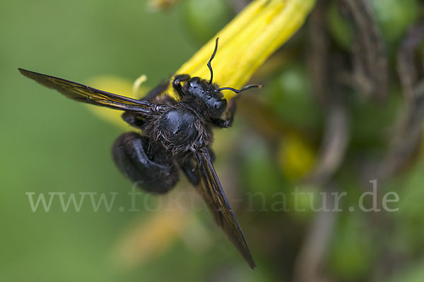 Große Holzbiene (Xylocopa violacea)