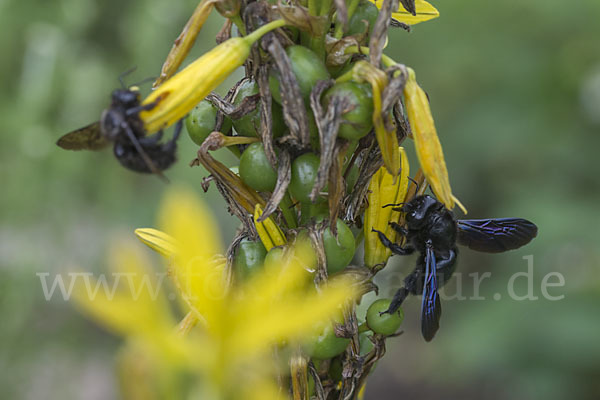 Große Holzbiene (Xylocopa violacea)