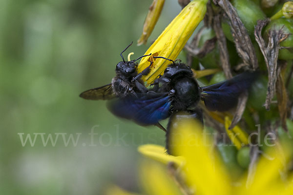 Große Holzbiene (Xylocopa violacea)